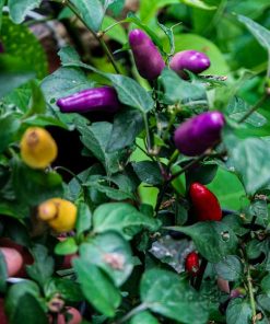 Trinidad Purple Coffee