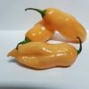 Pink Habanero