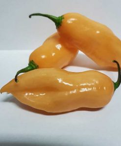 Pink Habanero
