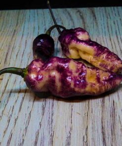 Purple Cream