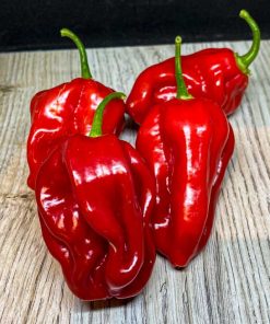 Habanero Big Red