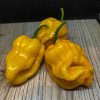 Habanero West Indian Yellow