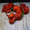 Pink Tiger x Moruga