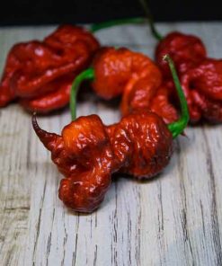 Pink Tiger x Moruga