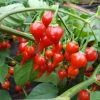 Biquino Red