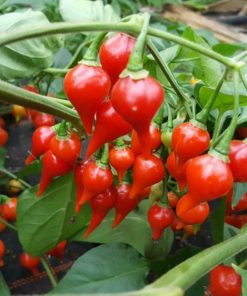 Biquino Red