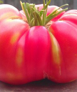 Brandywine Pink