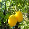 Lemon Plum