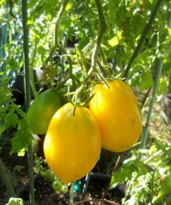 Lemon Plum