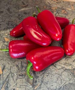 Jalapeno Xalapa