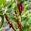 Cayenne Long Slim