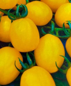 Citrus Grape