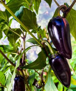 Jalapeno Purple