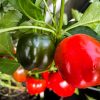 Jalapeno Round