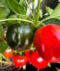 Jalapeno Round