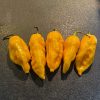 Big Yellow Mama