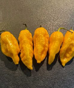 Big Yellow Mama