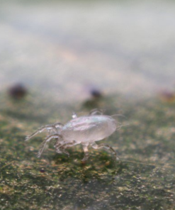 Swirskii-rovkvalster mot trips och vita flygare – biologisk skadedjursbekämpning med nyttodjur - Bild 3