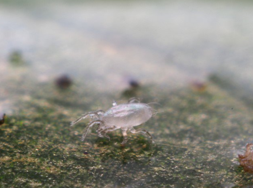 Swirskii-rovkvalster mot trips och vita flygare – biologisk skadedjursbekämpning med nyttodjur - Bild 3