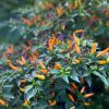 Basket of Fire Orange