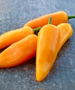 Jalapeno Yellow