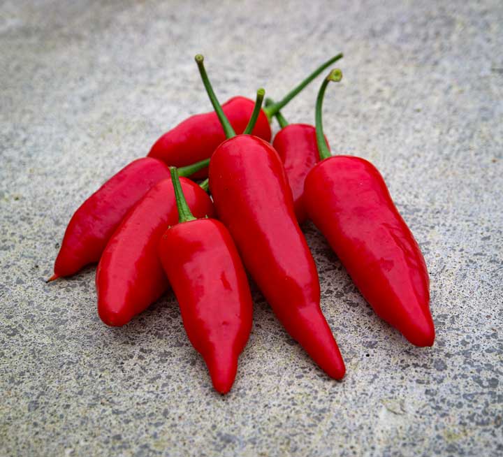 Aji Benito