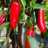 Jalapeno Mammoth