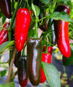 Jalapeno Mammoth