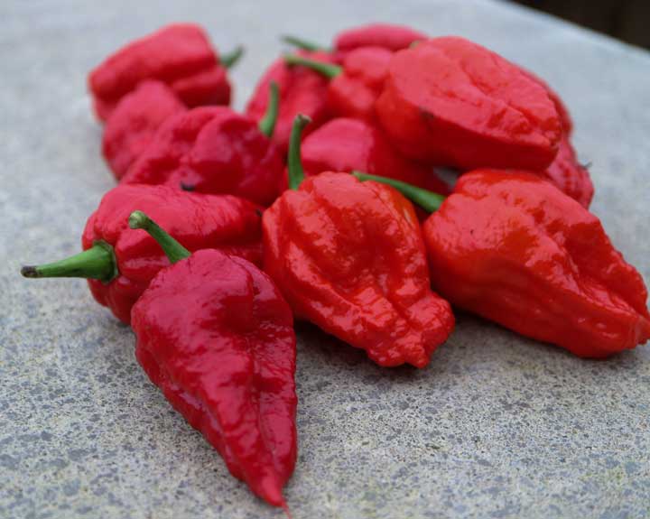 Bhutlah Red