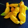 Habanero Hot Lemon