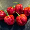 Scotch Brain Red