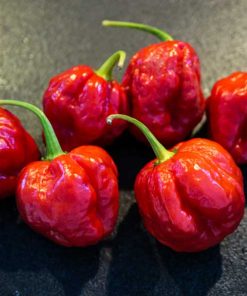 Scotch Brain Red