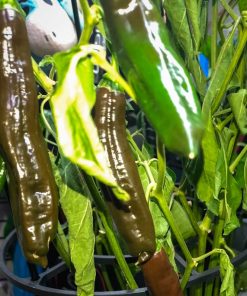 Aji Panca