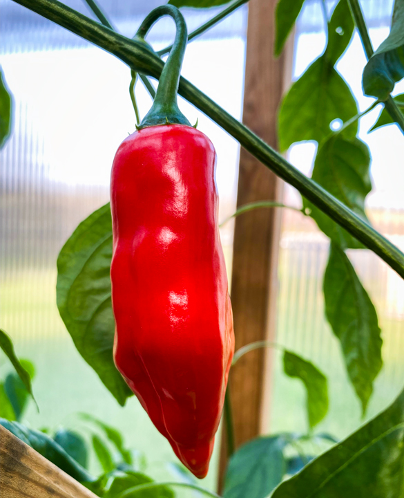 Aji Angelo - Bild 2