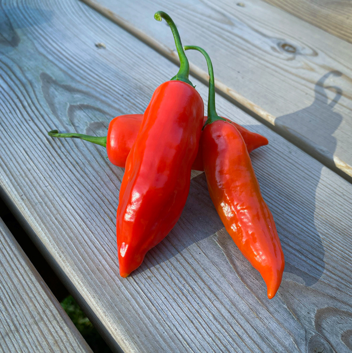 Aji Angelo