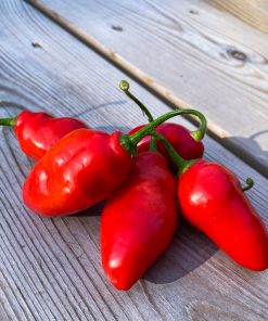 Rocoto Aji Largo