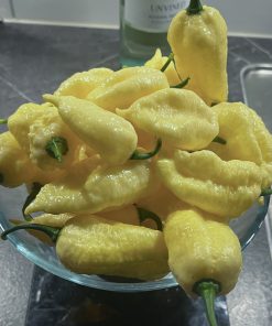 Trinidad Moruga Scorpion White