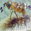 Nyttodjur mot oäkta sköldlus – Parasitstekel Microterys flavus/nietneri