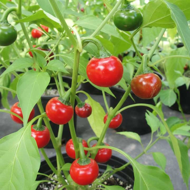 Cascabel