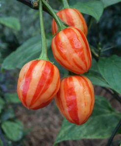 Peppapeach Stripey