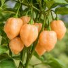 Habanero Pastel