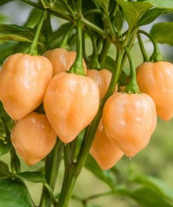 Habanero Pastel
