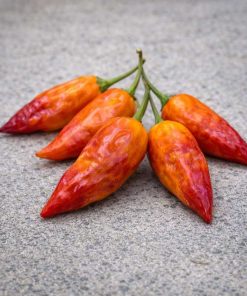 Pimenta Black Bhut